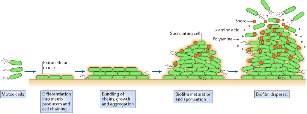 [Figure 1 - Phases characterizing biofilm formation - Credits: H. Vlamakis et al., 2013]
