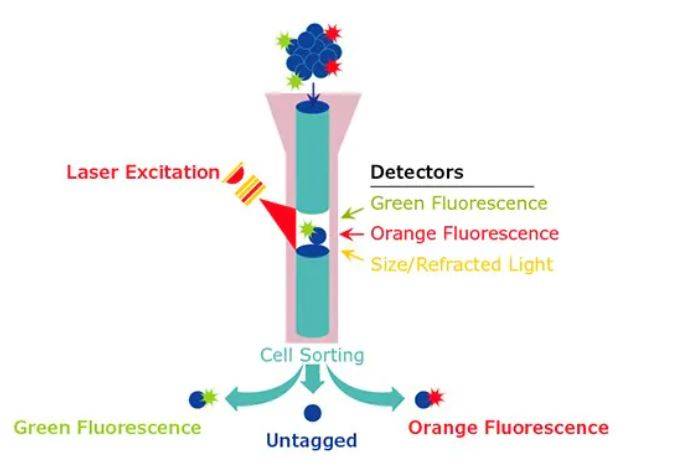 [Figure 2 - Diagram of flow cytometry analysis- Credits: sigmaaldrich]
