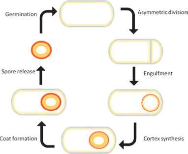 [Figure 3 - Spore formation for B. subtilis - Credits: University of Groningen]