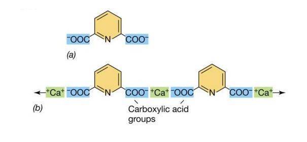 Chemical structure dipicolinic acid (DPA; a) and role of calcium in the formation of DPA molecules (b)