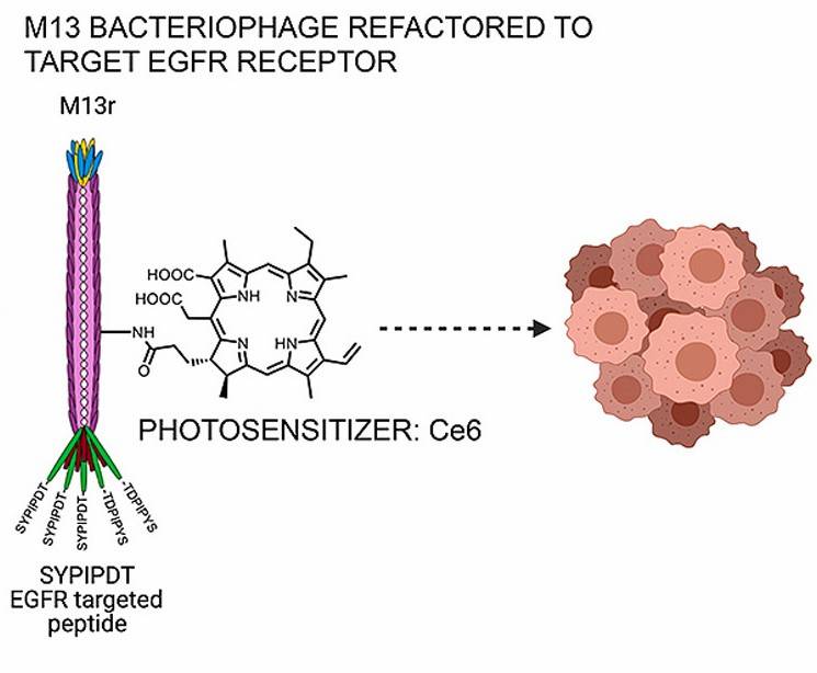 Immagine 1 - Esempio di fago M13 utilizzato per indirizzare la terapia fotodinamica nelle cellule tumorali. Il fago è modificato geneticamente per esporre il peptide che lega il recettore EGFR, e chimicamente con il fotosensibilizzatore Ce6 