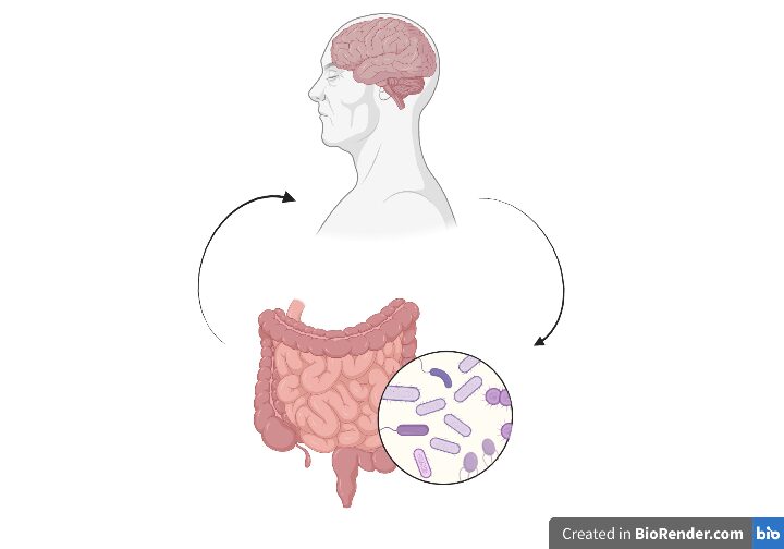 Illustrazione schematica della comunicazione bidirezionale intestino-cervello