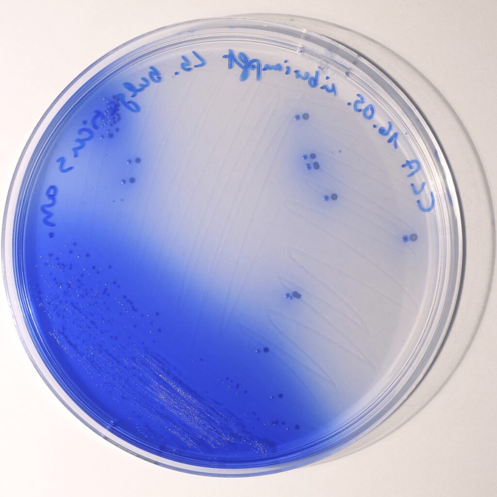 China Blue Lactose Agar con alone blu, dato dalle colonie lattosio-fermentanti, e zona incolore con colonie di microrganismi non lattosio-fermentanti