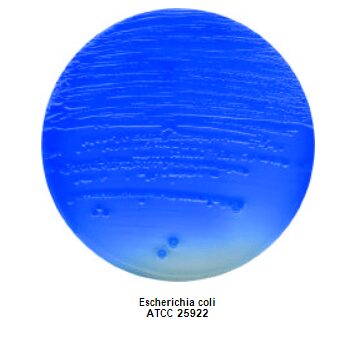 China Blue Lactose Agar con colonie di E. coli lattosio-femenrante che determina il viraggio del colorante verso il blu