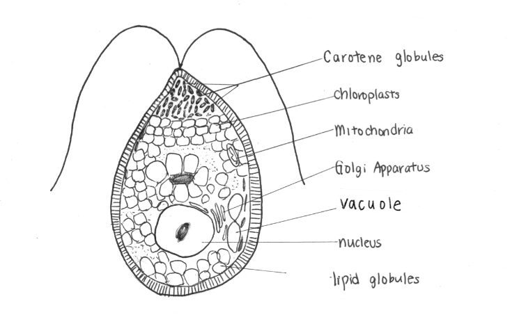 Struttura di Dunaliella salina