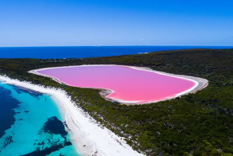 Le acque del lago australiano Hillier sono di un intenso colore rosa a causa di una fioritura di D. salina