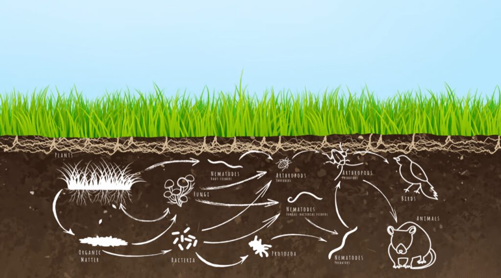 Biodiversità del suolo - Microrganismi utili agricoltura