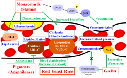 Effetti previsti riso rosso fermentato