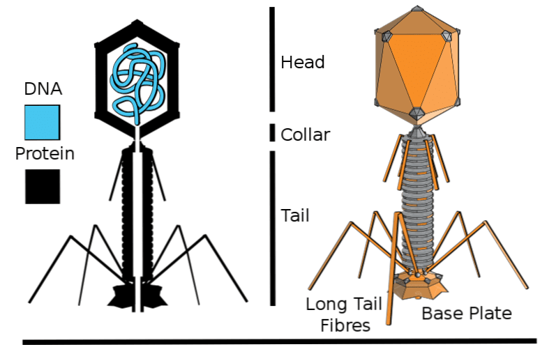 Nella figura viene schematizzata la classica struttura di un batteriofago. A destra è possibile distinguere la parte proteina dagli acidi nucleici, a sinistra possono essere visualizzate le varie componenti di un fago