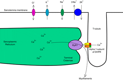 Cooperazione tra RyR1 e DHPR nell'omeostasi del calcio nel reticolo sarcoplasmatico. L'interazione tra i due canali avviene a livello delle triadi muscolari, strutture formate da un tubulo T circondato dalle cisterne del reticolo. La subunità alfa è il sensore del voltaggio che permette l'apertura e la chiusura del canale