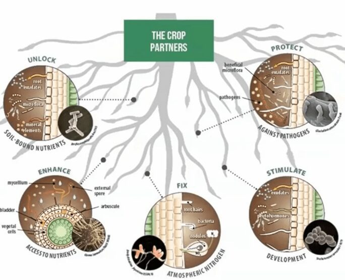 Interazioni Pianta-Microrganismi - Microrganismi utili agricoltura