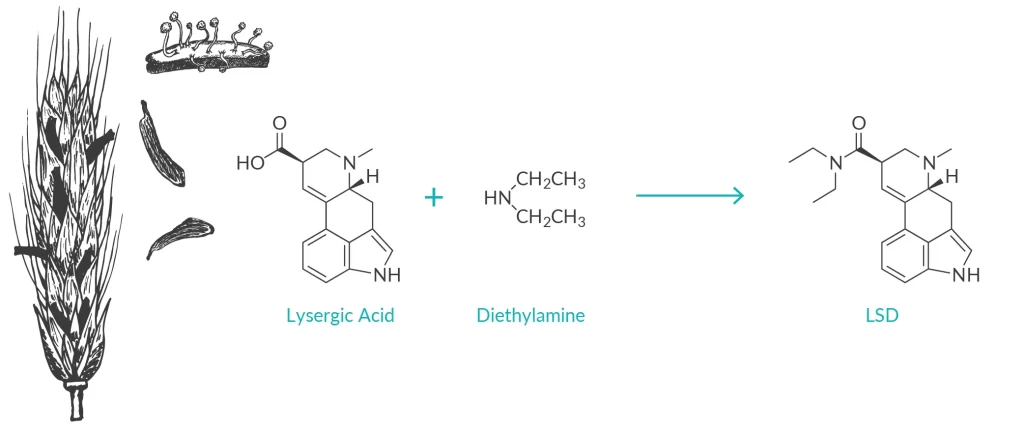 L'acido lisergico estratto dagli alcaloidi dell'ergot è il precursore del LSD