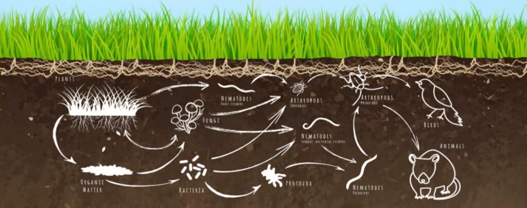 influenze e interconnessioni pianta-suolo-organismi 