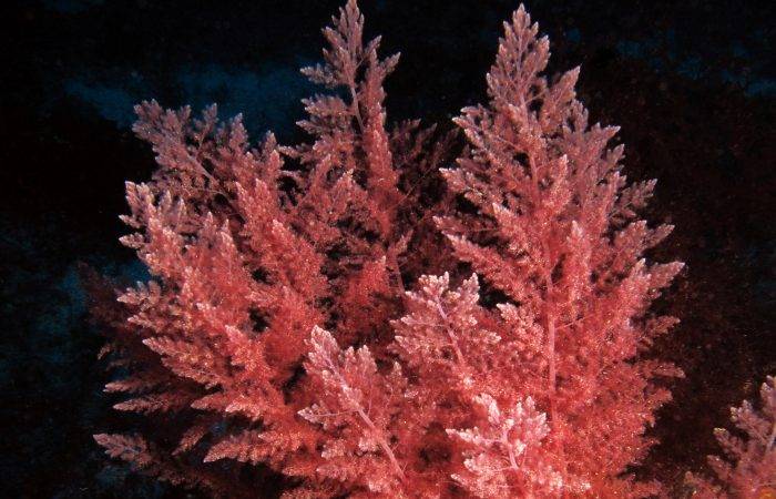 Figura 2 – Foto di alghe rosse, genere Asparagopsis taxiformis, scattata a 40 metri di profondità a largo di Ras il-Ħobż, sulla costa meridionale di Gozo. Quest'alga potrebbe attenuare il riscaldamento globale con la produzione di biocarburanti. (Fonte: atlantisgozo.com).