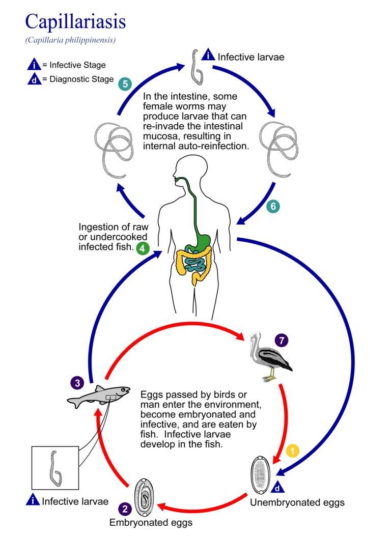 Capillaria Philippinensis - Scheda Parassitologica E Approfondimenti