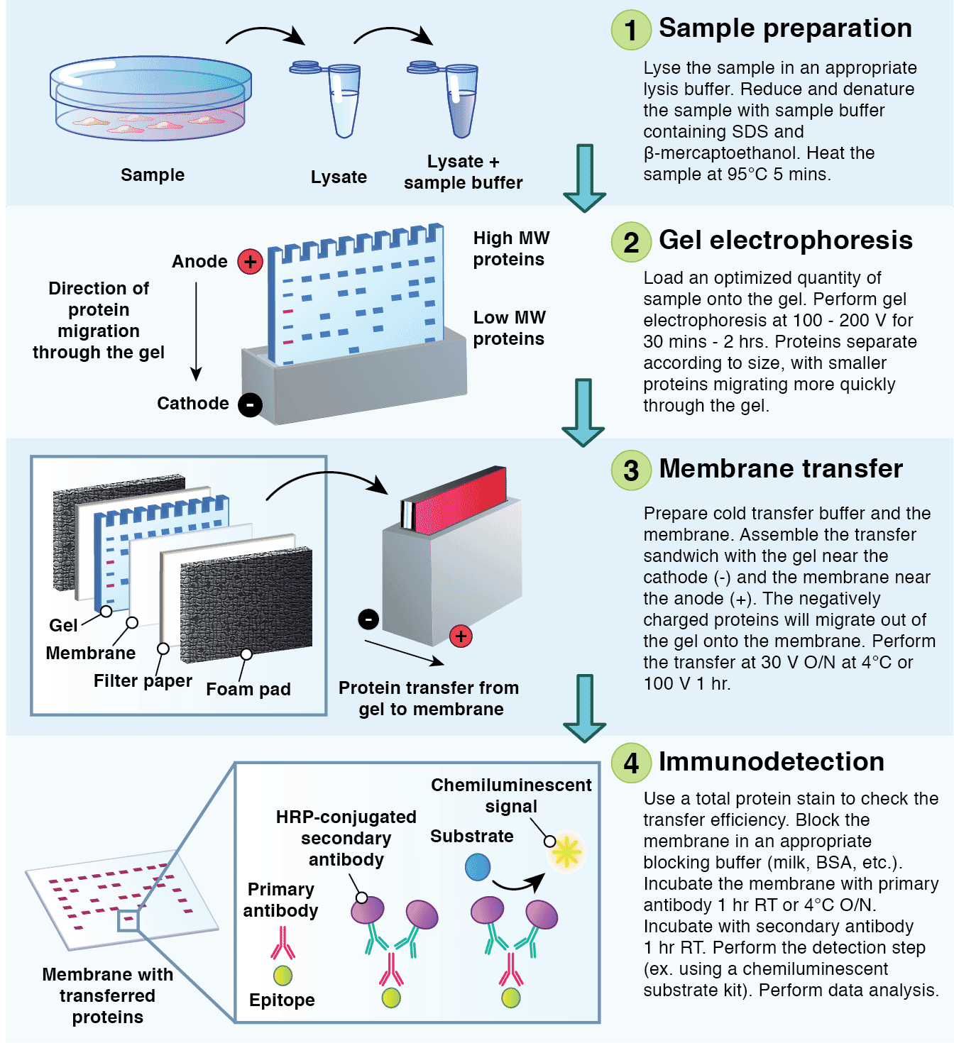 Biologia Molecolare Microbiologia Italia