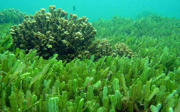 n foto l'alga clorella, appartenente alla famiglia delle Chlorellaceae, utilizzata per la fabbricazione di integratori alimentari e medicinali naturali.