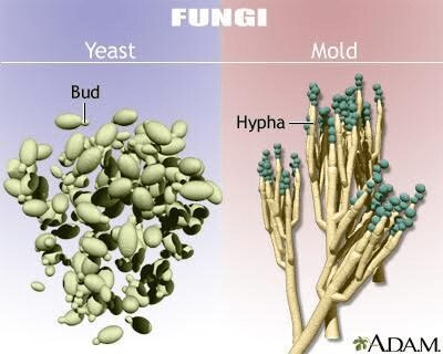 A sinistra sono raffigurate cellule singole di lievito dalla forma ovoidale, mentre a destra sono rappresentate le numerose ife fungine di un fungo filamentoso