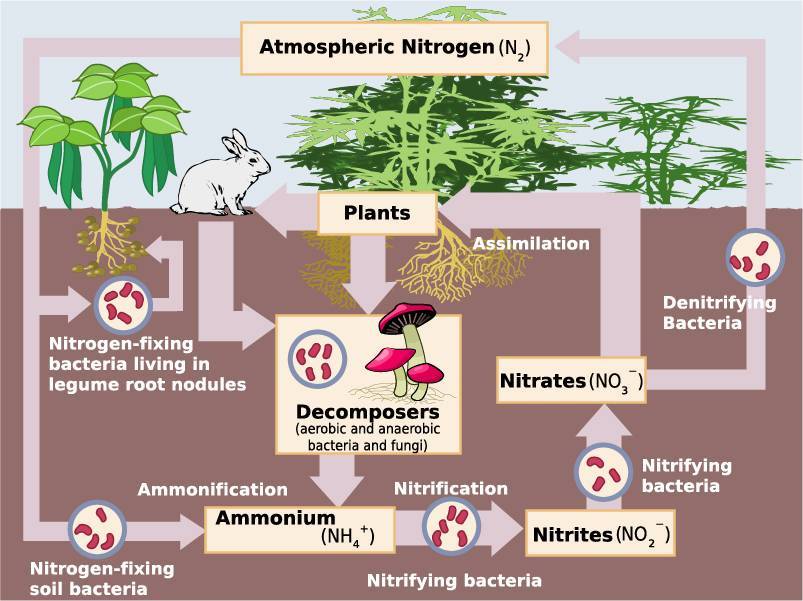 Ciclo dell'azoto, uno dei tanti cicli biogeochimici di grande interesse per la microbiologia ambientale