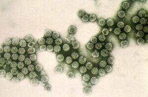 colonie polyomavirus