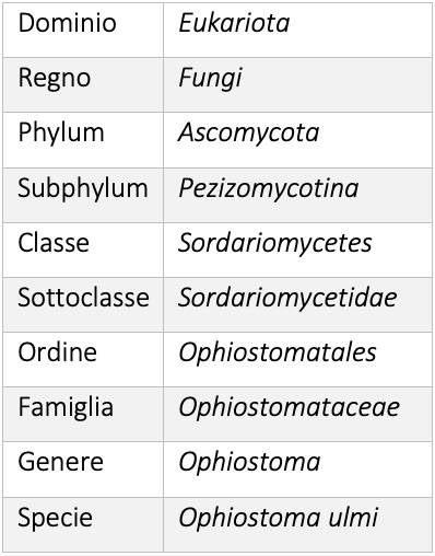 Filogenesi del fungo Ophiostoma ulmi