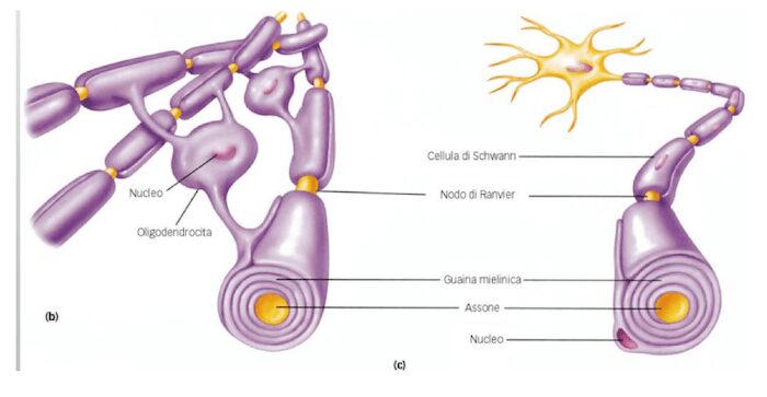 Figura 4: Oligodendrociti e Cellule di Schwann [Fonte:https://www.chimica-online.it/biologia/mielina.htm]