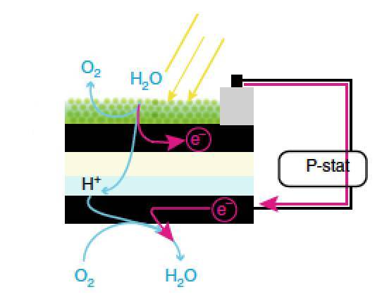Rappresentazione schematica della cella bio-fotovoltaica ibrida. In verde i cianobatteri, in nero gli elettrodi ed in azzurro l'hydrogel