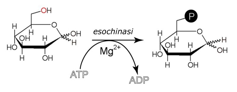 Sintesi di glucosio-6-fosfato