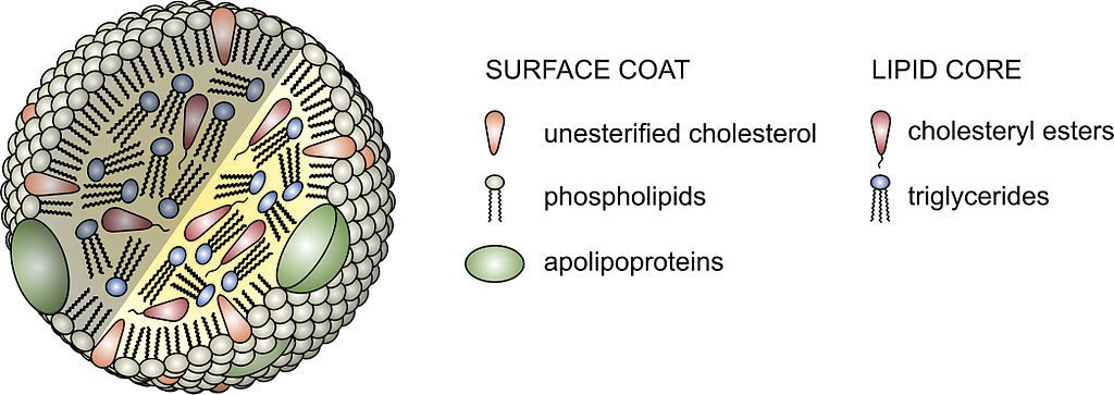 Lipoproteina