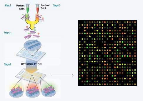 la tecica del microarray si può utilizzare per confrontare il genoma o trascrittoma del paziente con un controllo sano. I frammenti di DNA provenienti dal campione e dal controllo vengono marcati e fatti interagire con le sonde fissate su un supporto solido. In seguito a un processo di scansione, è possibile studiare il segnale fluorescente legato a ciascuna sonda