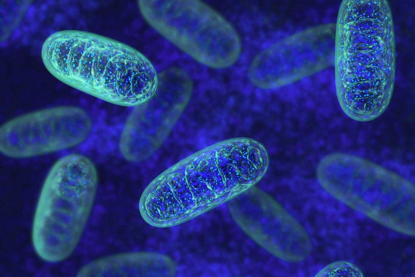 Microproteine e mitocondri