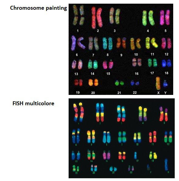 la figura in alto rappresenta un esempio di risultato che si può ottenere tramite il Chromosome painting. La tecnica permette di visualizzare interi cromosomi, a ciascuno dei quali viene assegnato un colore distinto. La figura in basso rappresenta un esempio di FISH multicolore applicata per rilevare specifiche regioni cromosomiche.