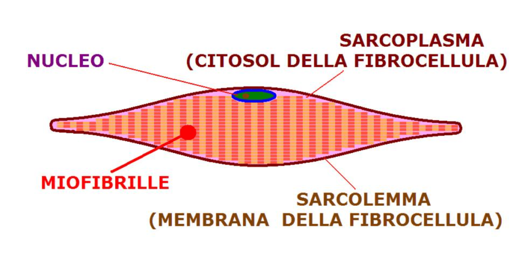 Ingrandimento della struttura all'interno delle fibre muscolari