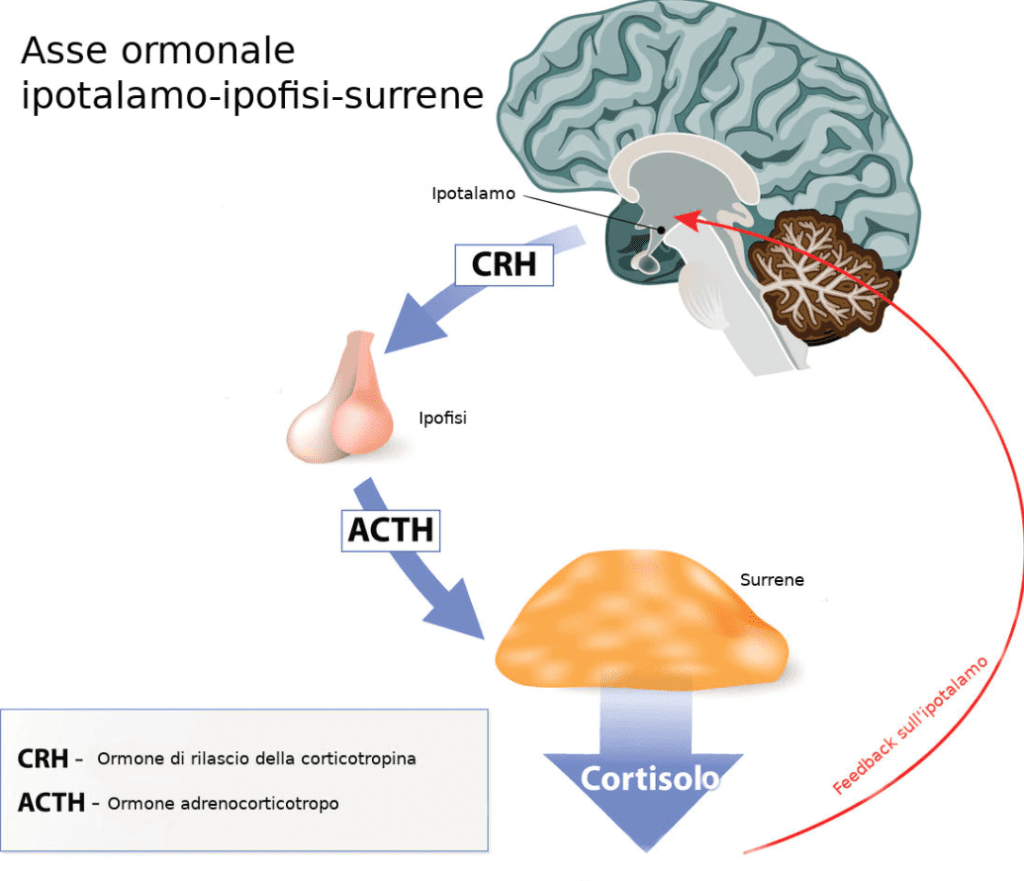 Asse ipotalamo-ipofisi-surrene