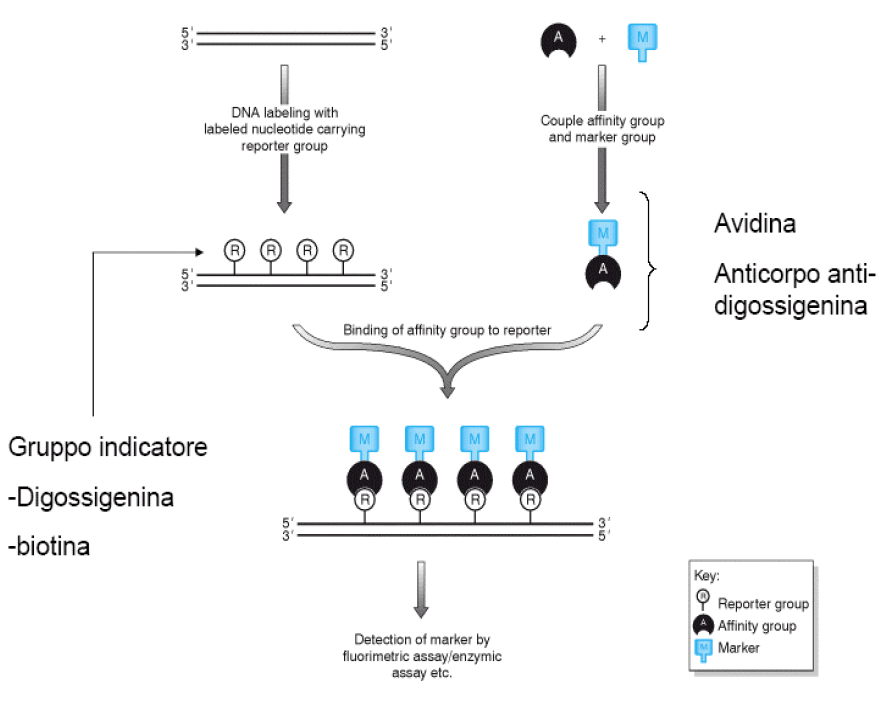 nel labeling indiretto, la sonda incorpora un nucleotide associato a un gruppo indicatore che può essere biotina o digossigenina. In soluzione viene quindi aggunta Streptavidina o un anticorpo specifico per digossigenia che a sua volta è legato a un marcatore (fluoroforo o enzima)  - labeling