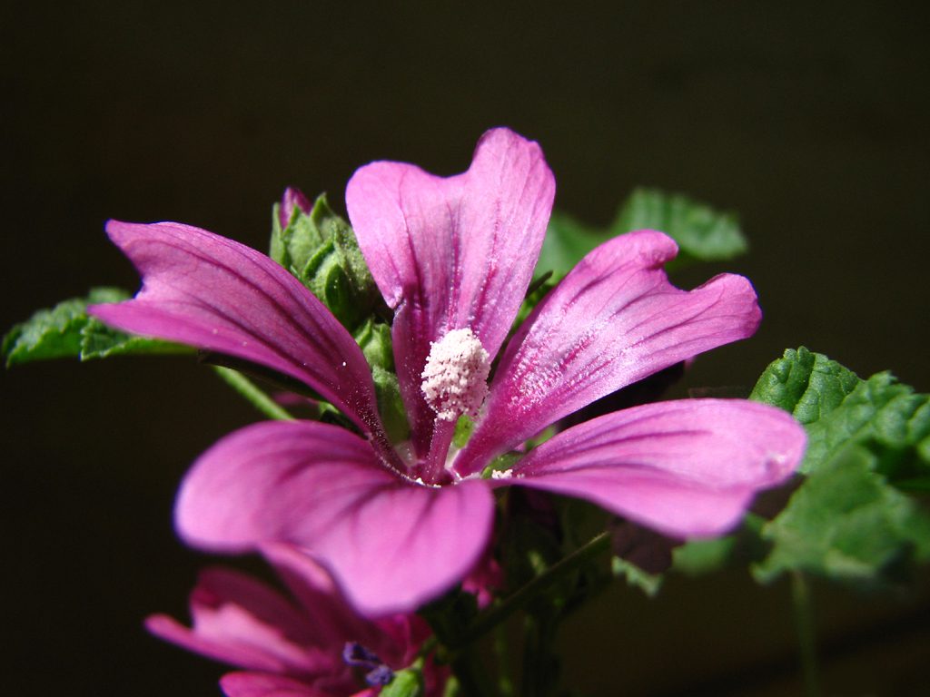 fiori-malva-antociani