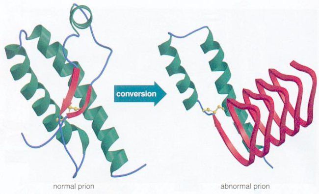 Conversione di un prione normale in prione anomalo