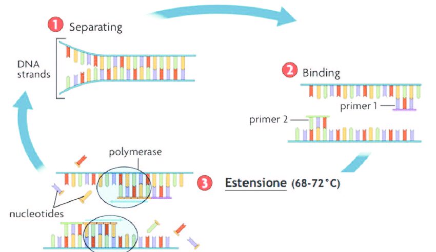 Tre fasi della PCR