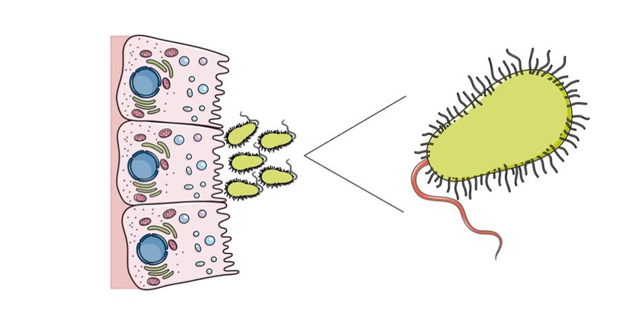 I virioni del colera hanno una peculiare forma a virgola. Essi aderiscono all’epitelio intestinale 
