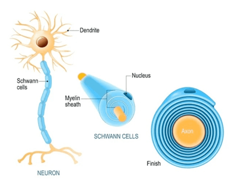 Cellule di Schwann nell'assone mielinico 