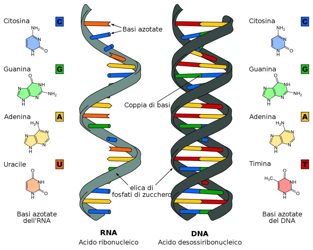 Basi azotate del DNA e dell'RNA a confronto