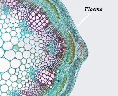 Tessuti conduttori: il floema