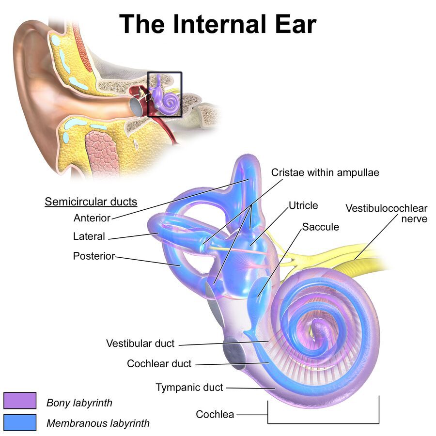 Struttura dell'orecchio interno, importante per comprendere dove si trova l'endolinfa