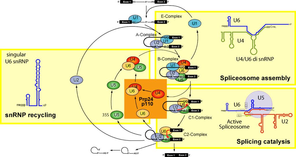 Le fasi del processo di splicing mediato dallo spliceosoma