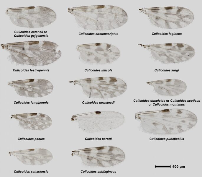 La maculatura delle ali del genere Culicoides