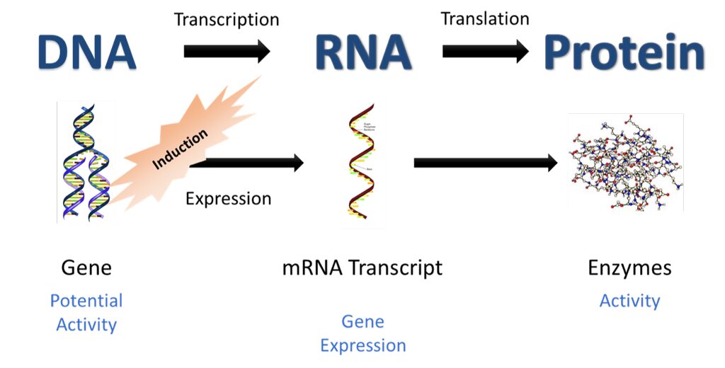 Schema delle trascrizione e traduzione (fosfoproteoma di cellule HeLa)