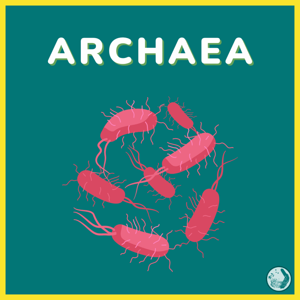 archaea archeobatteri