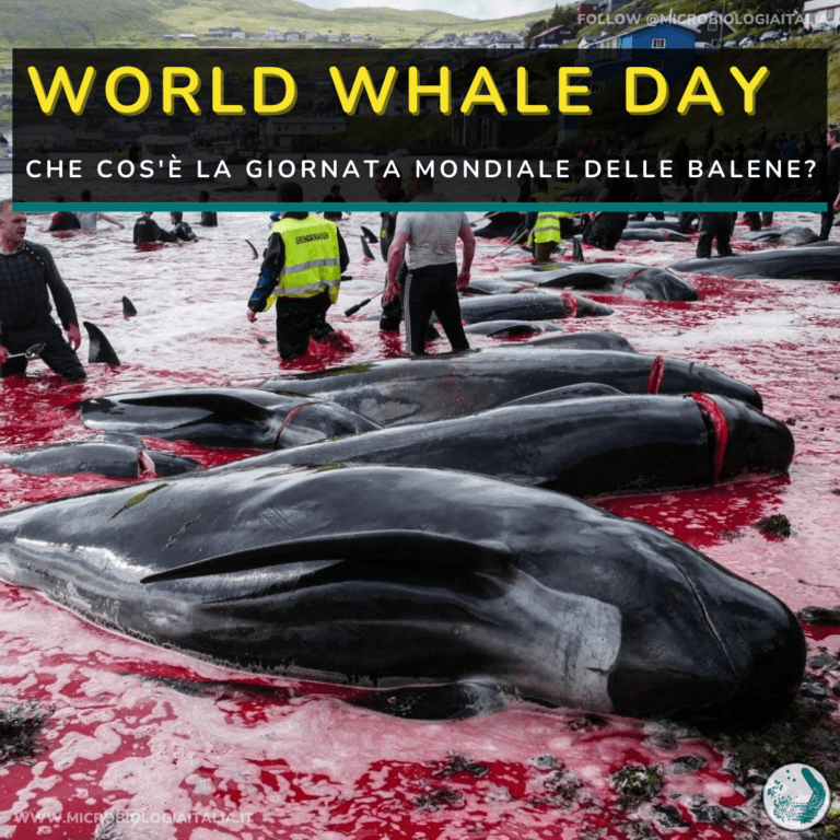 giornata-mondiale-delle-balene