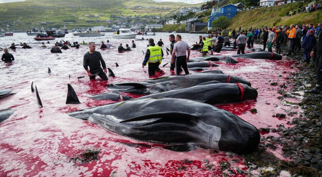 L'annuale mattanza delle balene accende forti critiche e dibattiti sul destino di questi animali meravigliosi