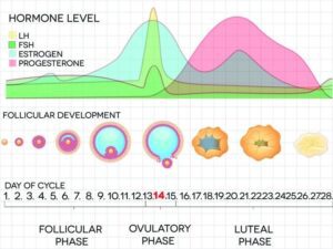 Ciclo Mestruale Come Funziona Fasi Durata Influenze E Variabilit